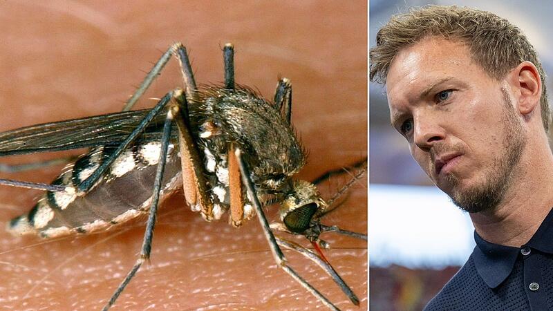 Nagelsmann beklagt Mückenplage Nagelsmann beklagt Mückenplage