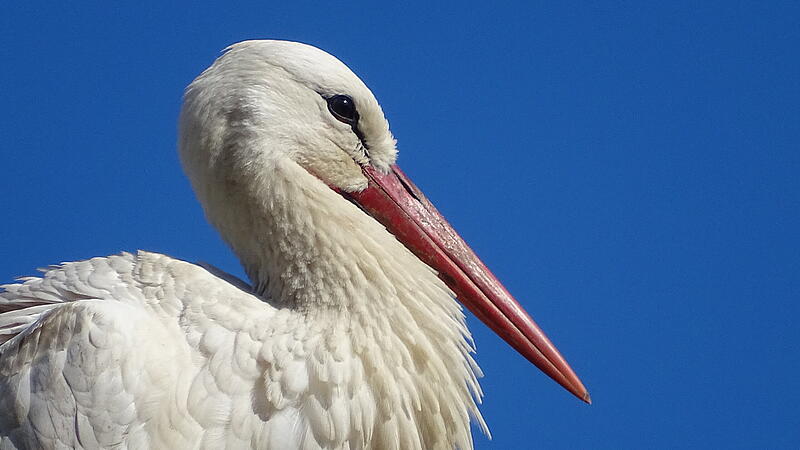 Fr&uuml;hlingsboten: St&ouml;rche sind zur&uuml;ck im Kreis KronachFr&uuml;hlingsboten: St&ouml;rche sind zur&uuml;ck im Kreis Kronach