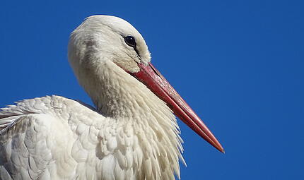 Fr&uuml;hlingsboten: St&ouml;rche sind zur&uuml;ck im Kreis KronachFr&uuml;hlingsboten: St&ouml;rche sind zur&uuml;ck im Kreis Kronach