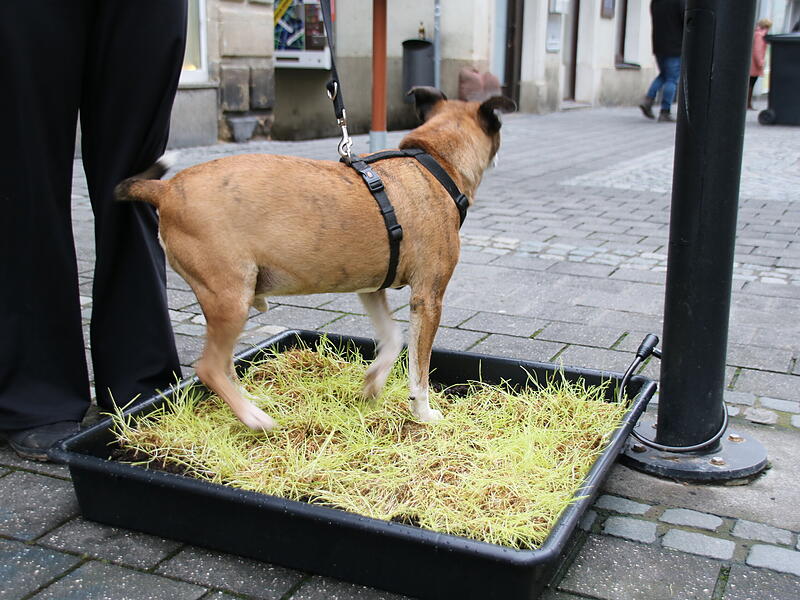 F&uuml;r Hunde wie &bdquo;Theo&ldquo; gibt es einfach zu wenig Gr&uuml;nfl&auml;chen in der Innenstadt. Vor der Asco-Sprachenschule haben Melanie Becker und das Team nun diese L&ouml;sung geschaffen.