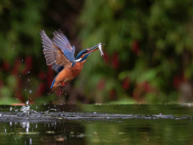 Guten Appetit: Mit diesem Bild eines Eisvogels, der gerade einen Fisch gefangen hat und ihn sicher gleich verzehren wird, gewann Lothar N&ouml;th den vereinsinternen Wettbewerb "Bild des Monats", den der Rh&ouml;nklub-Fotokreis M&uuml;nnerstadt jeden Monat veranstaltet. Das Bild schoss er in der Niederlanden von einer Vogel-Beobachtungsh&uuml;tte aus.