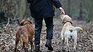 Eine Frau geht mit ihren Hunden spazieren Eine Frau geht mit ihren Hunden spazieren