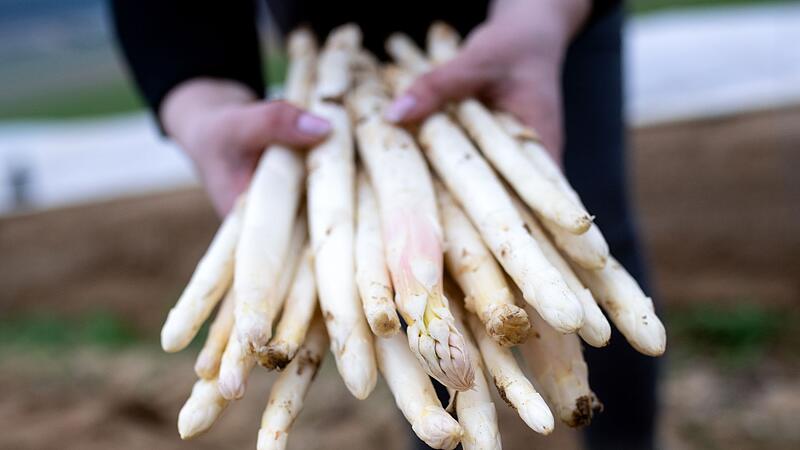 Spargelsaison vor dem Beginn