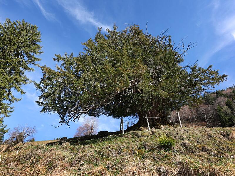 Alte Eibe im Allg&auml;u - m&ouml;glicherweise &auml;ltester Baum Deutschlands