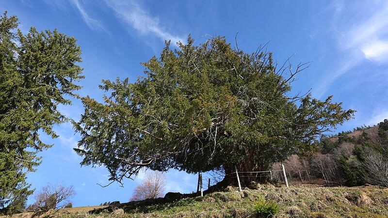 Alte Eibe im Allgäu - möglicherweise ältester Baum Deutschlands Alte Eibe im Allgäu - möglicherweise ältester Baum Deutschlands