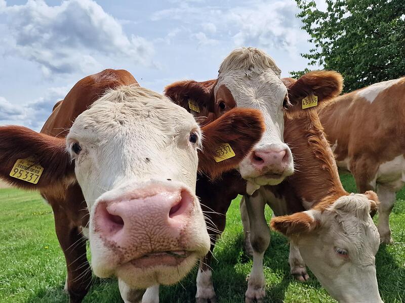 Neugierig beobachten die Rinder die Besucher. Neugierig beobachten die Rinder die Besucher.