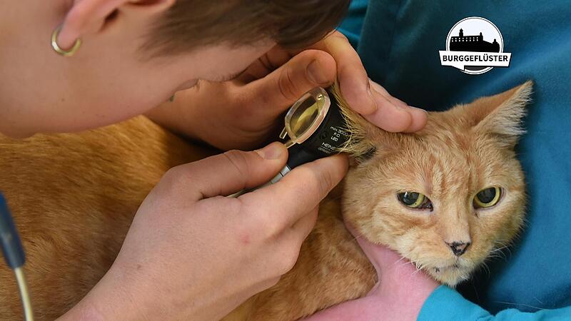 Seine Besitzerin musste mit „Popcorn“ zum Tierarzt. Seine Besitzerin musste mit „Popcorn“ zum Tierarzt.