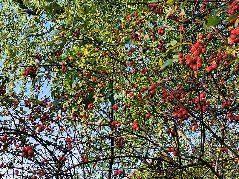 HagebuttenLeserfotos Herbst HagebuttenLeserfotos Herbst
