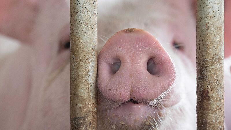 Schweinestall Schweinestall