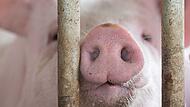Schweinestall Schweinestall