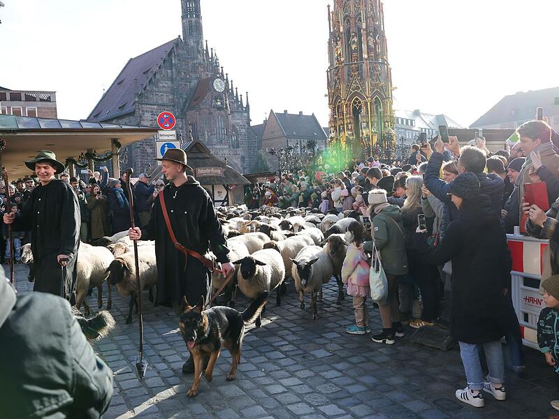 Schafe ziehen über den Hauptmarkt zu ihren Winterweiden