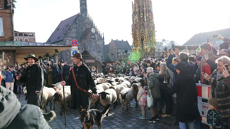 Schafe ziehen über den Hauptmarkt zu ihren Winterweiden Schafe ziehen über den Hauptmarkt zu ihren Winterweiden