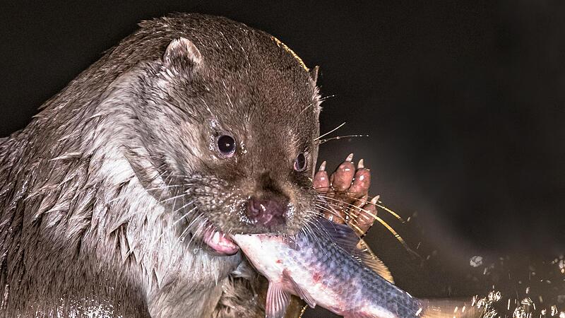 Der Fischotter ist in Europa von Osten her auf dem Vormarsch. Auch im Aischgrund lässt er sich wieder nieder – zum Ärger der Teichwirte.