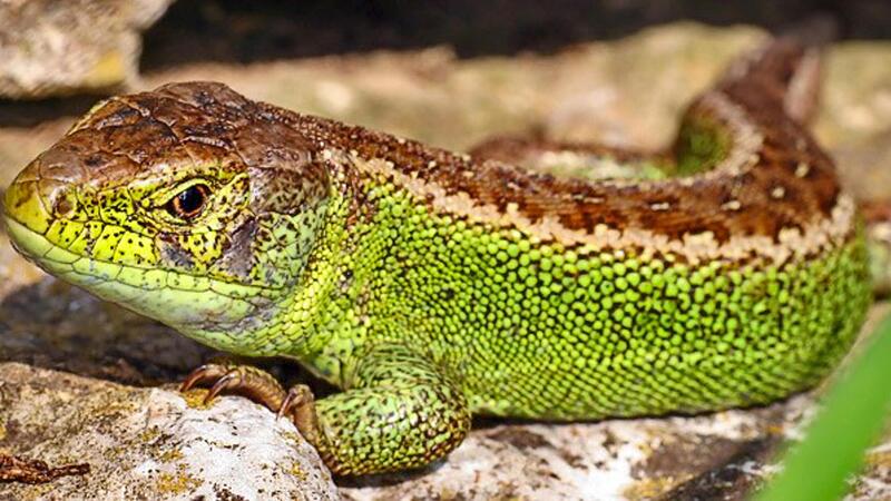 Zauneidechsen wie diese leben auch dort, wo das Gewerbegebiet &bdquo;Industriestra&szlig;e&ldquo; entstehen soll.Forchheim & Fr&auml;nkische Schweiz
