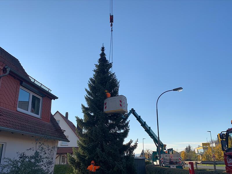 &Uuml;berraschendes &bdquo;Upgrade&ldquo;: Diese Fichte aus D&ouml;rfles-Esbach war eigentlich als Weihnachtsbaum f&uuml;r den Coburger Albertsplatz vorgesehen. Jetzt macht sie Karriere auf dem Marktplatz.