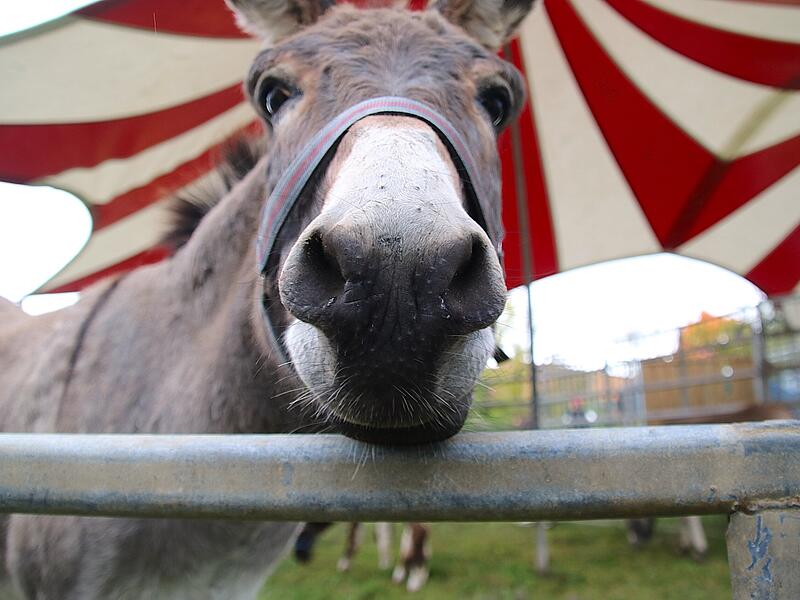 Zu den verschiedenen Tieren des Zirkus gehören auch Esel. Zu den verschiedenen Tieren des Zirkus gehören auch Esel.