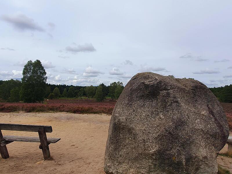 Die Heide am Angelbecksteich ist nach einer Brandkatastrophe entstanden.