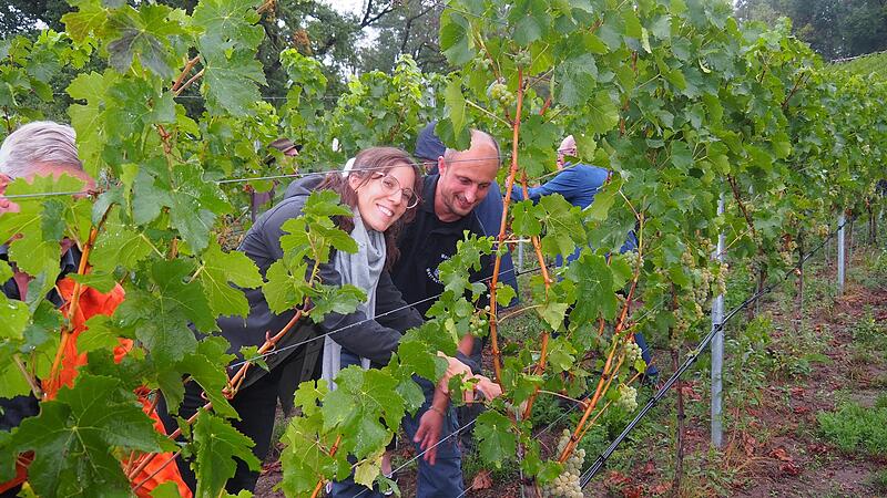 Sabine und Sebastian Weyrauther lesen die Trauben in ihrem Weinberg.