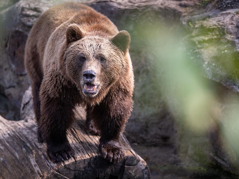 Braunb&auml;r (Symbolbild / Illustration)