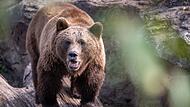 Braunbär (Symbolbild / Illustration) Braunbär (Symbolbild / Illustration)