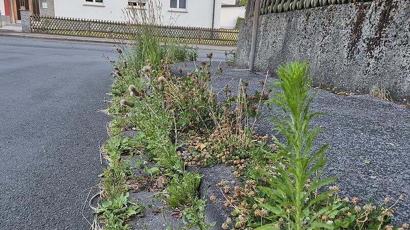 Straße Bewuchs Straße Bewuchs