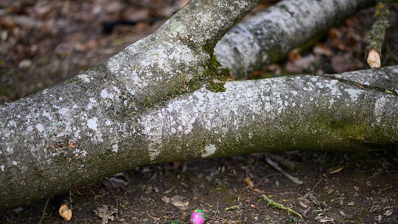 Baum umgestürzt - Drei Tote bei Flensburg Baum umgestürzt - Drei Tote bei Flensburg
