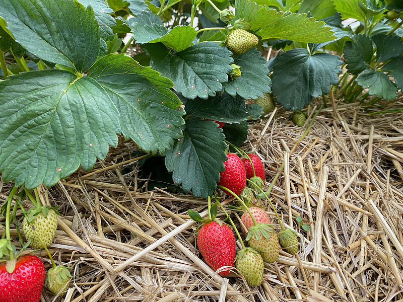 Erdbeeren Kreis ForchheimForchheim & Fränkische Schweiz Erdbeeren Kreis ForchheimForchheim & Fränkische Schweiz