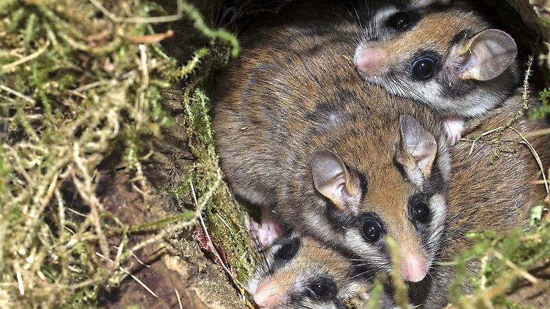Gartenschl&auml;fer m&ouml;gen es gem&uuml;tlich.