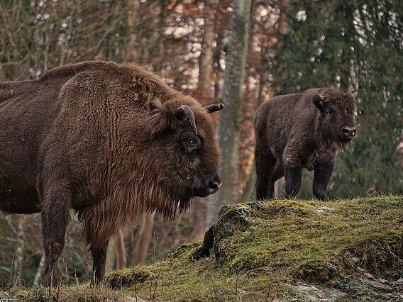 Wisent Tierpark HundshauptenForchheim & Fränkische Schweiz Wisent Tierpark HundshauptenForchheim & Fränkische Schweiz