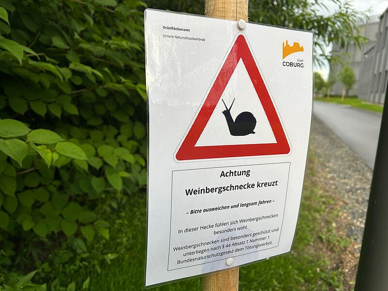 Weinbergschnecken in Coburg Ungewöhnliche Hinweisschilder stehen jetzt am neuen Geh- und Radweg am Globe in Coburg. Denn Weinbergschnecken fühlen sich dort offensichtlich besonders wohl.
