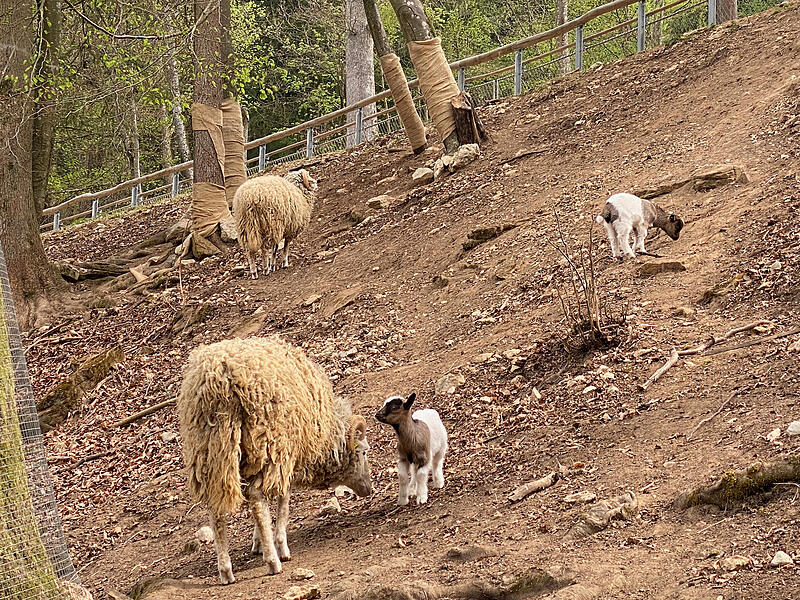 Im Wildpark Hundshaupten k&ouml;nnen Besucher momentan viele kleine Ziegenbabys beobachten. Nachwuchs gab es bei den Afrikanischen Zwergziegen und den Th&uuml;ringer Waldziegen.