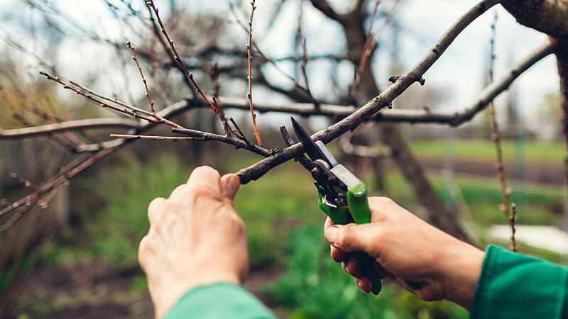 Mit dem R&uuml;ckschnitt bei B&auml;umen sollte man bis zur Forsythien-Bl&uuml;te warten.
