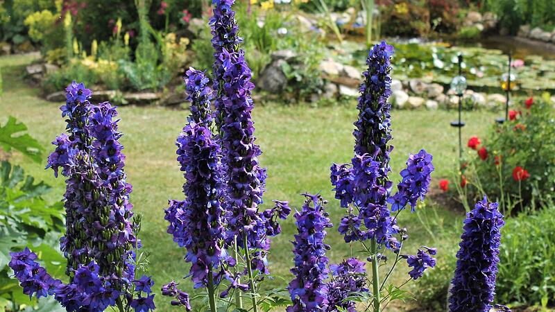Der Rittersporn erbl&uuml;ht erst an den l&auml;ngsten Tagen des Jahres.