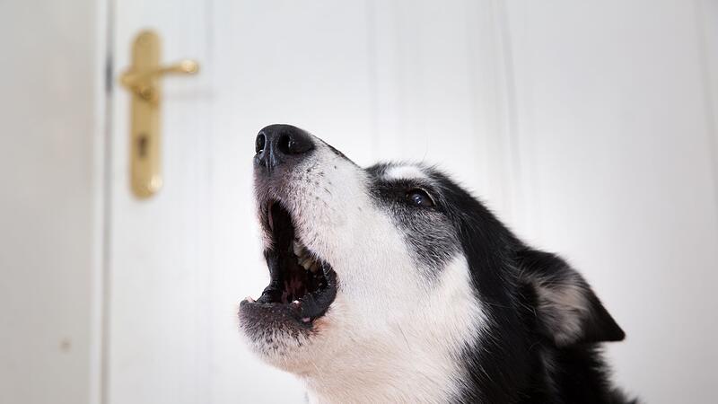 So trainieren Sie erwachsenen Hunden das Bellen ab