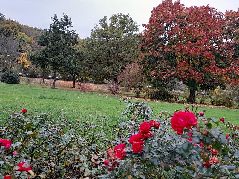 Während der stattliche Ahornbaum im Bad Brückenauer Staatsbad von weitem einen roten Gesamteindruck bietet, weist sein Laubkleid bei näherem Betrachten unendlich viele grüne, gelbe, rote und braune Farbtöne auf. „Herrlich, was die Natur den Passanten bei einem Herbstspaziergang zurzeit für tolle Impressionen gewährt“, freut sich Claudia Körber.