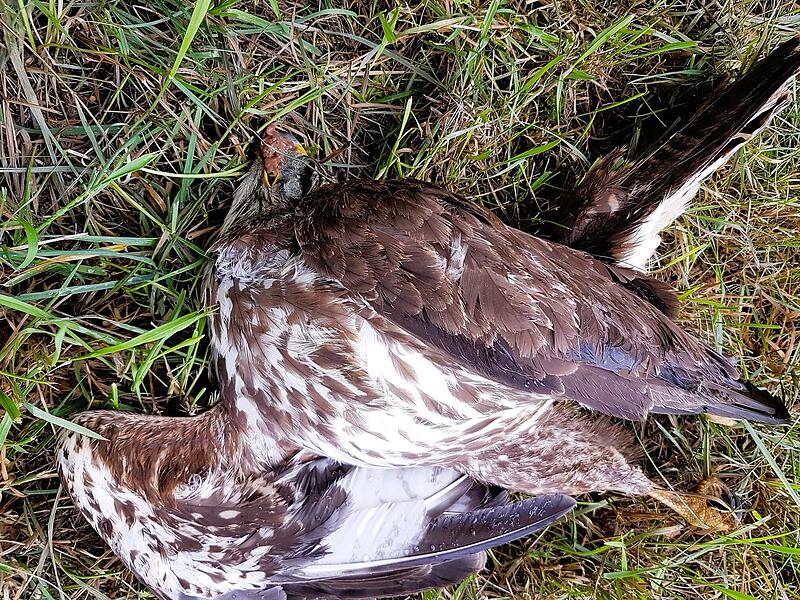 Ein toter Mäusebussard mit Köder Ein toter Mäusebussard mit Köder