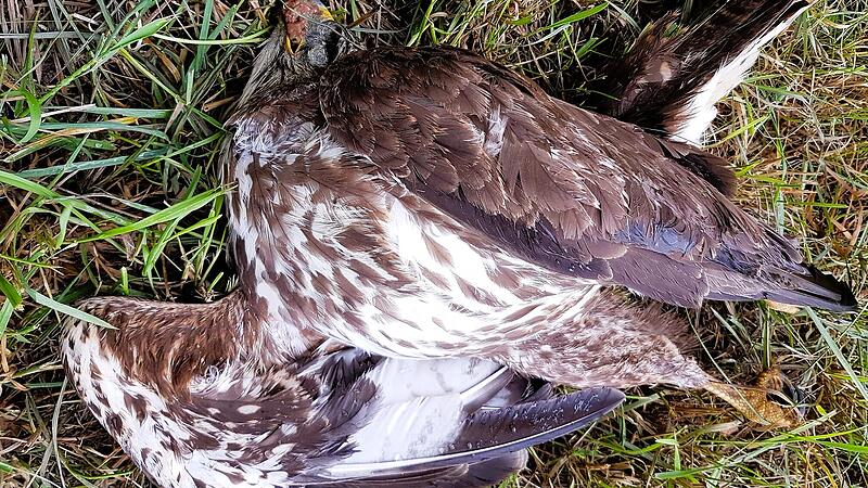 Ein toter M&auml;usebussard mit K&ouml;der