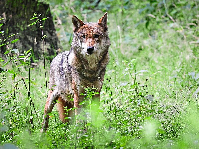 Ein Wolf in freier Natur.Christian Charisius, dpa Erlangen-Höchstadt zählt nun seinen ersten standorttreuen Wolf, wie das Bayerische Landesamt für Umwelt nun bestätigt hat. (Symbolbild)