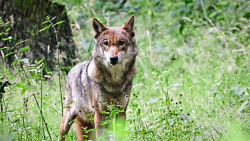 Ein Wolf in freier Natur.Christian Charisius, dpa Erlangen-Höchstadt zählt nun einen ersten standorttreuen Wolf, wie das Bayerische Landesamt für Umwelt nun bestätigt hat. (Symbolbild)