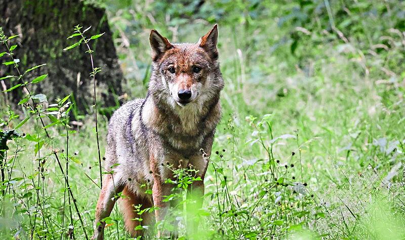 Erlangen-H&ouml;chstadt z&auml;hlt nun seinen ersten standorttreuen Wolf, wie das Bayerische Landesamt f&uuml;r Umwelt nun best&auml;tigt hat. (Symbolbild)