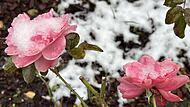 Fast eine Duplizität der Ereignisse: vor einem Jahr gab es den ersten Schnee kurz vor dem ersten Advent. Für die letzten Rosen ist es so oder so das Finale der Saison xxxForchheim & Fränkische Schweiz Fast eine Duplizität der Ereignisse: vor einem Jahr gab es den ersten Schnee kurz vor dem ersten Advent. Für die letzten Rosen ist es so oder so das Finale der Saison xxxForchheim & Fränkische Schweiz