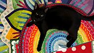 Katze Blacky