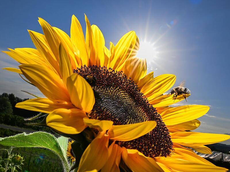 Bienen