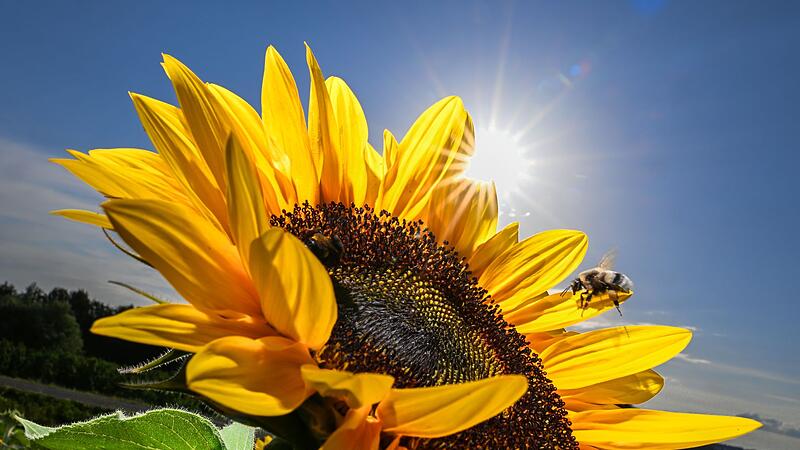 Bienen Bienen