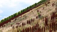 Trockenheit Trockenheit