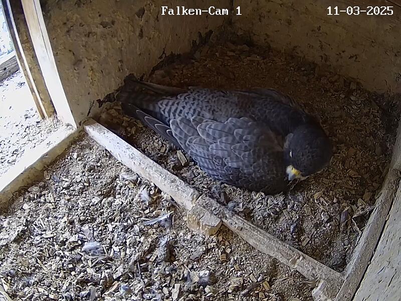 Inzwischen liegen drei Eier im Nest der Falken im Turm der Morizkriche. Inzwischen liegen drei Eier im Nest der Falken im Turm der Morizkriche.