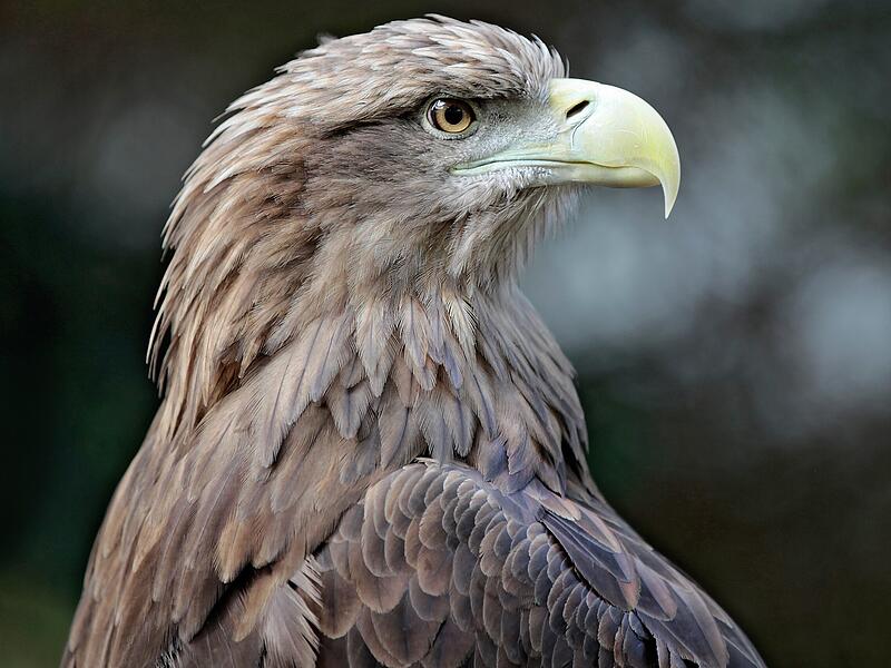 Der Seeadler ist das Wappentier Deutschlands.