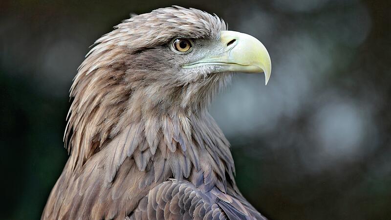 Der Seeadler ist das Wappentier Deutschlands.