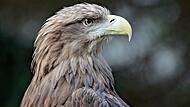 Der Seeadler ist das Wappentier Deutschlands. Der Seeadler ist das Wappentier Deutschlands.