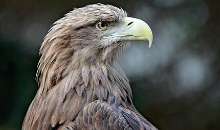 Der Seeadler ist das Wappentier Deutschlands. Der Seeadler ist das Wappentier Deutschlands.